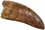 Serrated, Carcharodontosaurus Tooth - Real Dinosaur Tooth #234269-1